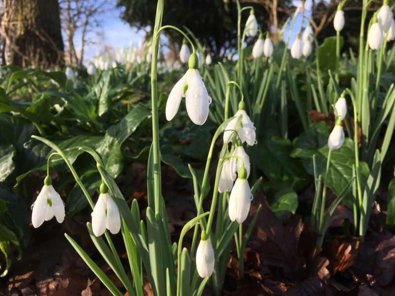 Beth Chatto's Plants & Gardens